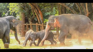 The mother stops the two baby elephants from fighting