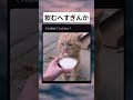 ミルク飲むのがお下手な猫#面白い #おもしろ #tiktok #Twitter