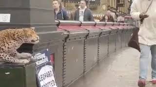 Os Cara Não Perdoa Não