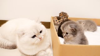 This kitten was so cute, jumping on daddy cat to play!