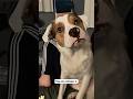 Teaching my dog to whisper #dog #funny #dogvideos #funnydogs #funnyvideo