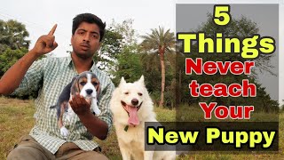 5 things never teach your new puppy or dog