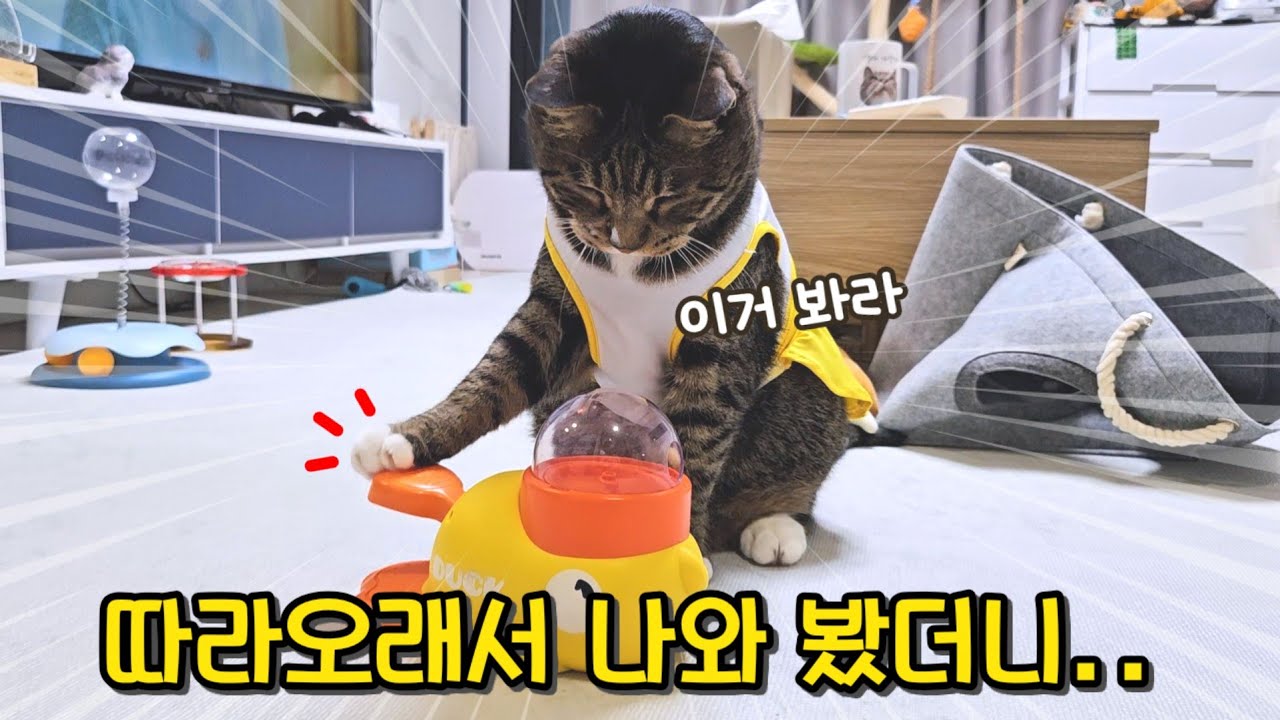 의사표현을 이렇게까지? 행동이 너무 사람 같은 고양이 : 호동이 타고난 성격 인증(자료있음)