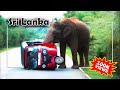 Elephant Attack | Wild Elephant in Sri Lanka | Sri lanka Tuk Tuk | Api Traveling 11