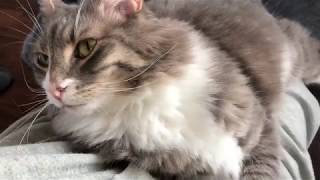 ボタンを取ろうとする猫 ノルウェージャンフォレストキャット Cats trying to take buttons.Norwegian Forest Cat.