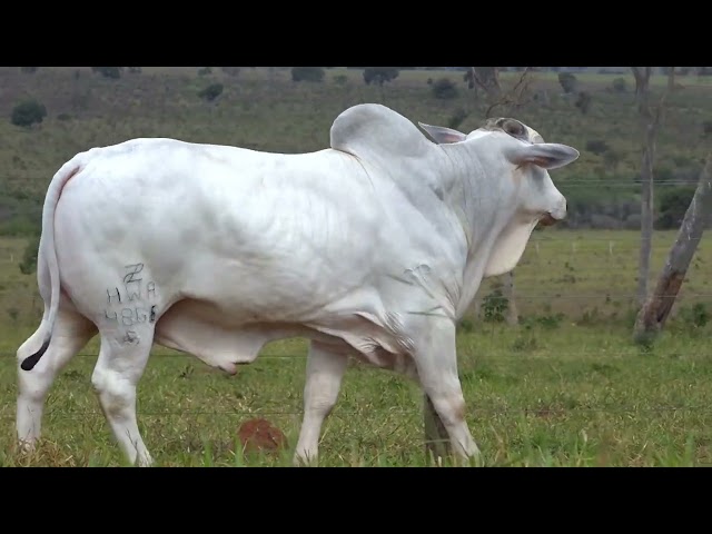 LOTE 29