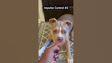 Training Impulse Control #2