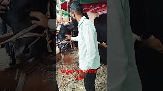 ফতুল্লা হাটের সবথেকে বড় গরু #dipstick #farming #mela #funny #duet