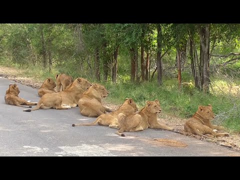 Video: Afrikaanse leeuwensafari in Ontario