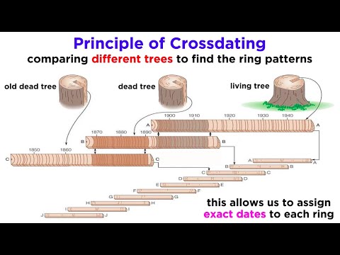 Video: Dendrochronology - những gì cây có thể nói