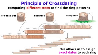 Core Principles and Concepts of Dendrochronology
