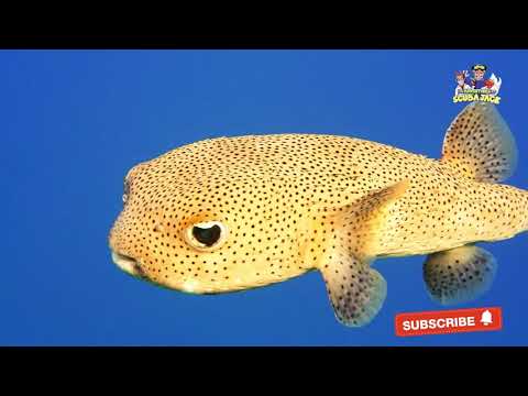 Amazing Facts About the The Puffer Fish!