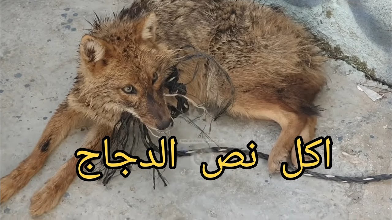 ذهبنا لانقاذ الذيب العربي بعد ان اكل معظم الدجاج مع جمال العمواسي