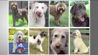 Hybrid Dogs: Designer Breeds or Mutts?