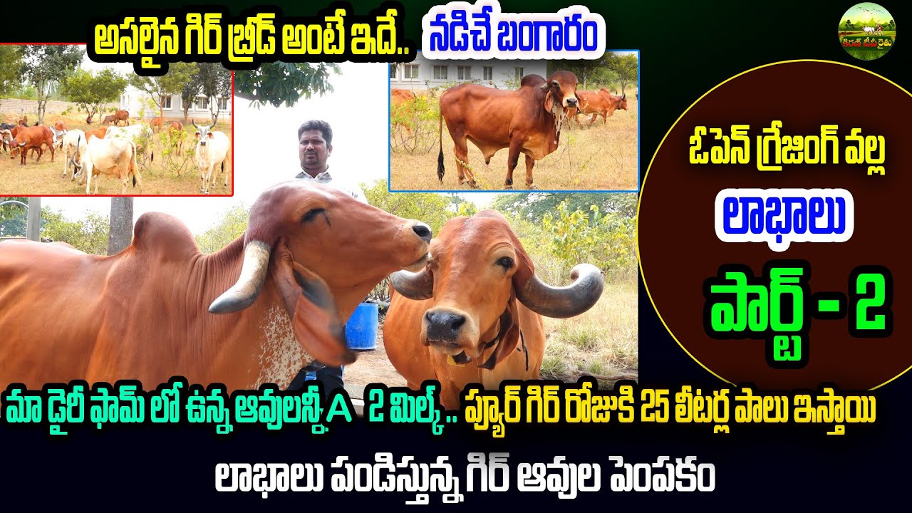 గిర్ లో 100 శాతం ఒరిజినల్ బ్రీడ్ క్వాలిటీ అంటే ఇలా ఉంటుంది | Gir Cow Dairy Farm | Kiran TV Rythu