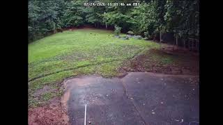 Backyard Wildlife