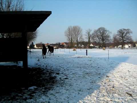 Pandora und Sheila spielen auf dem Paddock