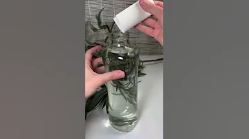 Эксперимент с веткой эвкалипта из цветочного магазина #shorts #эвкалипт #eucalipto