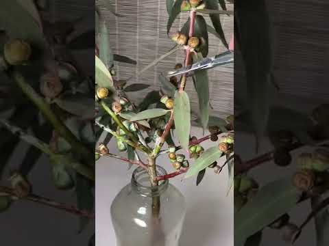 Видео: Легковоспламеняющееся дерево эвкалипта?