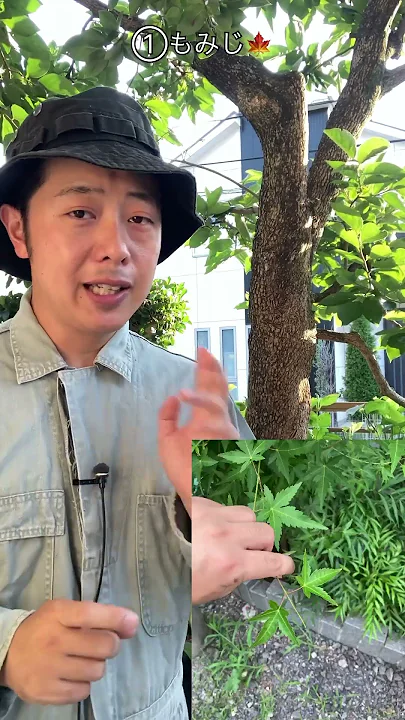 途中切りは特に避けた方がいい植木の話（字幕対応）