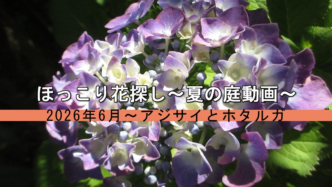 ほっこり花探し～夏の庭動画～ 2026年6月～アジサイとホタルガ - YouTube