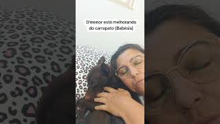 D'menor está melhorando de carrapato (Babésia) #viralata