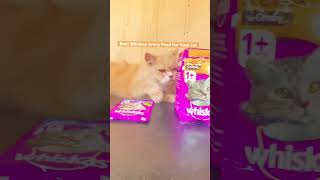 Persian Cat Food Whiskas Grevy Meal | persiancat whiskas shortsfeed viralshorts cat ytshorts