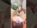 RIP 🦋:(