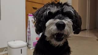 Miniature Schnauzer Enjoying Meat Treat and Giving Paw