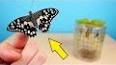 Жизненный цикл мотылька: от яйца до взрослой бабочки ile ilgili video