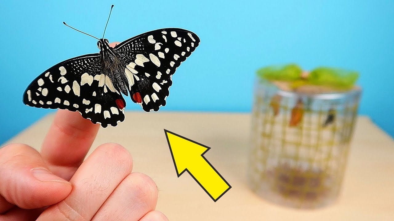 Бабочки пьют кровь?