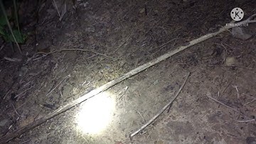 Đặt chuột cống nhum. Vào mùa nước nổi. Dính được chuột khủng