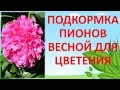 ПОДКОРМКА ПИОНОВ ВЕСНОЙ ДЛЯ МОЩНОГО ЦВЕТЕНИЯ🌸🌸🌸Как выращивать пионы