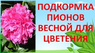 ПОДКОРМКА ПИОНОВ ВЕСНОЙ ДЛЯ МОЩНОГО ЦВЕТЕНИЯ🌸🌸🌸Как выращивать пионы