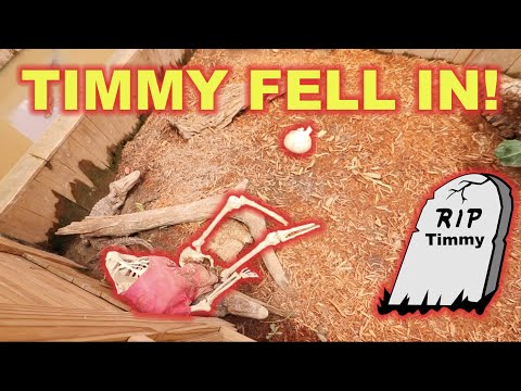 TIMMY FELL IN THE GATOR CAGE AT KLIEBERT GATOR TOURS!