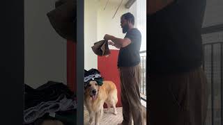 Man Folds Laundry Using Dog’s Head as Table
