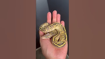 Cool little Firefly Mojave I hatched out this season. 🔥 #shorts #snake #animals #python