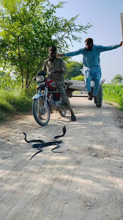 Snake snakes