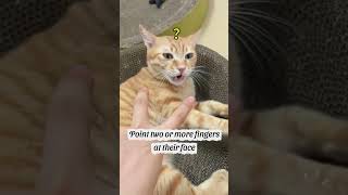 3 simple che...at code to manage your #cat ! #pet #funfacts #facts #factshorts