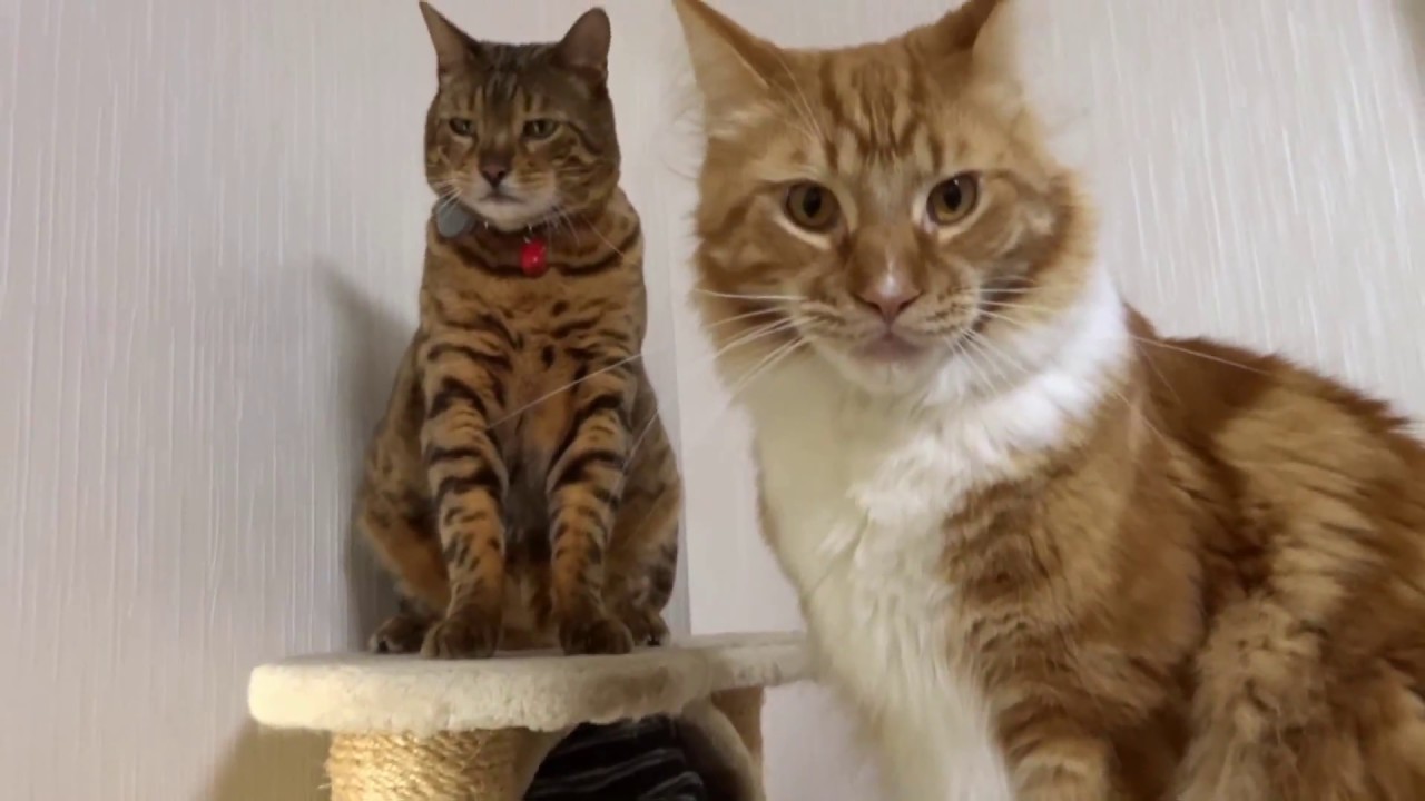 遊んでます ベンガル Vs メインクーン 猫パンチ Youtube 遊んでます ベンガル Vs メインクーン 猫パンチ Youtube