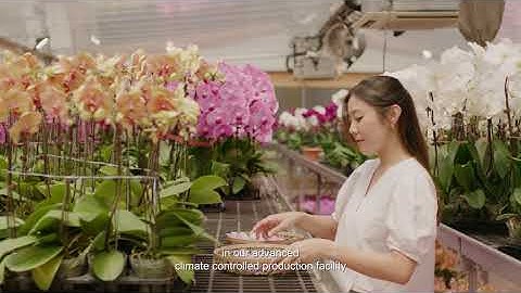 The Making of RISIS Orchid