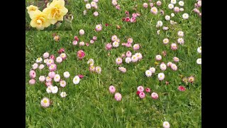 Многолетние цветы  цветущие в мае . Нарциссы,тюльпаны, маргаритки,незабудки,примула, Дача,сад,огород