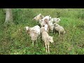 Rams love silvopasture grazing!
