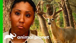 Deer Poaching Gets Investigated By Game Warden | Lone Star Law Deer Poaching Gets Investigated By Game Warden | Lone Star Law