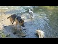 Dogs at the River