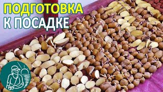 🥔 Подготовка картофеля к посадке 🥔 Выращивание картофеля по технологии Гордеевых