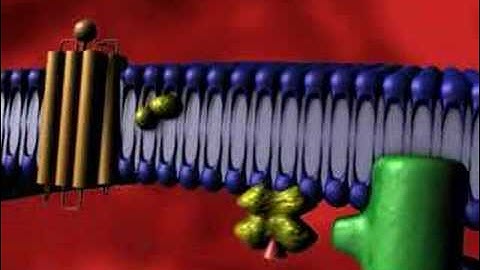 G Protein Receptor Take II