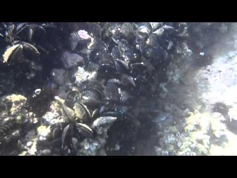 European conger, Conger