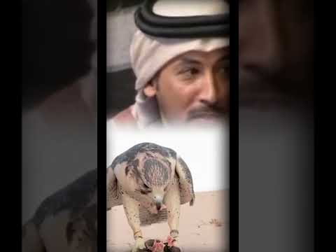 ياهل الطيور مسخرات المعاشير لشاعر محمد بن فطيس