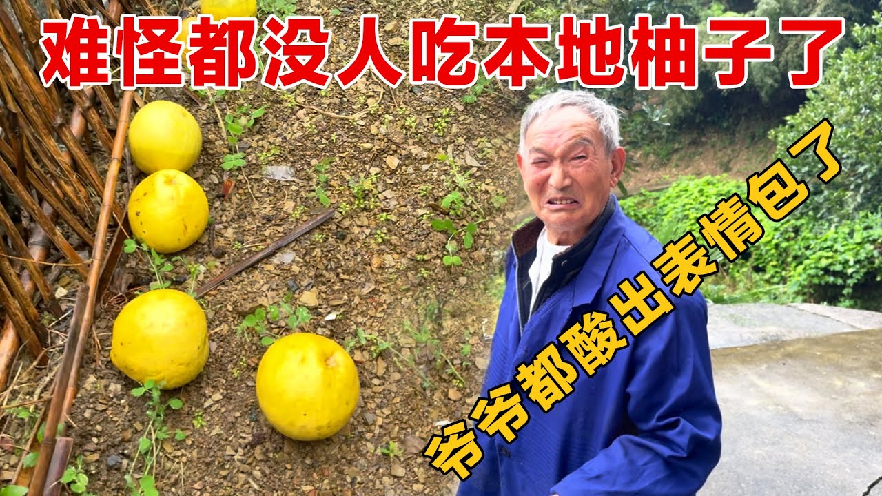 摘了全村“最甜”的柚子给爷爷品尝，结果...哈哈哈哈哈